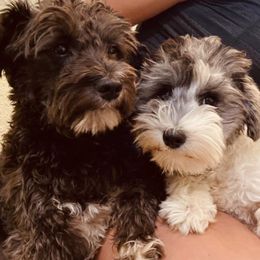 Miniature Schnauzers from Adorable Miniature Schnauzers and Miniature Poodles