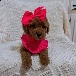 Two Step (Our Lone Star State litter) - Red  female Goldendoodle puppy in Hopkins County, Texas from Boutique Doodles