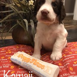 English Springer Spaniel Puppies from River’s Edge ~ English Springer Spaniels