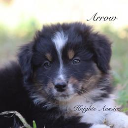 Arrow - Black tri-color male Australian Shepherd puppy in Ceres, California from Knight's Aussies