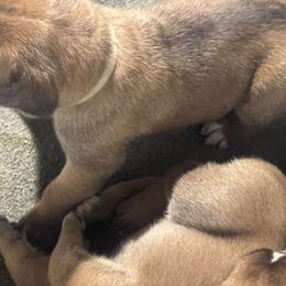 Cane Corso Puppies from 948 Cane Corso
