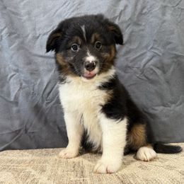 Waylon - Black tri male Miniature American Shepherd puppy in Clinton, Missouri from Mockingbirds American Minis