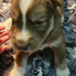 Arthur - Red and white male Siberian Husky puppy in Louisville, Kentucky from Wild Hunt Huskies