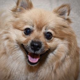 Pomeranians from BriKar's Pomeranians