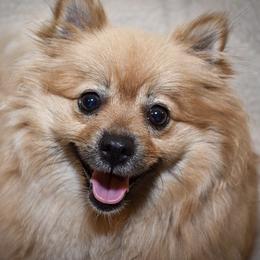 Pomeranians from BriKar's Pomeranians