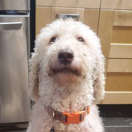 Labradoodles from Konrad Ranch