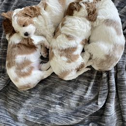 Cavapoo Puppies from Cavapoos of NorCal