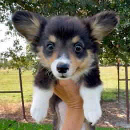 Cash - Black and tan male American Corgi puppy in Red Bluff, California from Circle T Livestock & K9 Co.