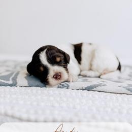 Acadia - Tri-color female Australian Labradoodle puppy in Syracuse, Indiana from The Doodle Cove