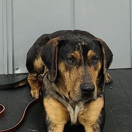 Ruger - Catahoula Leopard Dog