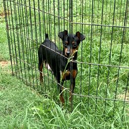 Pita - Miniature Pinscher