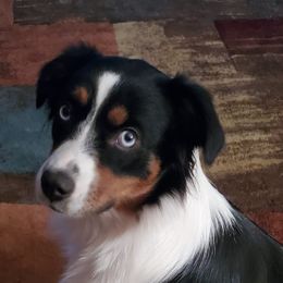 Tiffany (Tiff) - Miniature Australian Shepherd