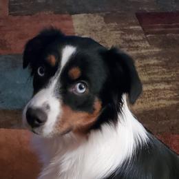 Tiffany (Tiff) - Miniature Australian Shepherd