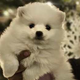 Minnie - Pomeranian puppy from Puppy Love Heaven