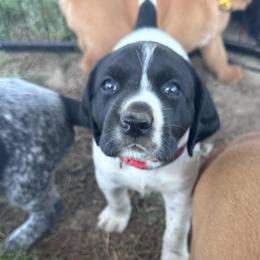 Red - Liver and white male German Shorthaired Pointer puppy in Newton Grove, North Carolina from Wayalife Labradors & Gsp’s
