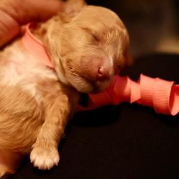 Amber - Apricot female Goldendoodle puppy in Forney, Texas from Diamond Doodle Pups and Poodles