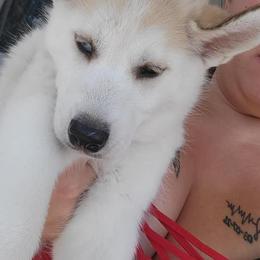 Siberian Huskies from Crystal Miller