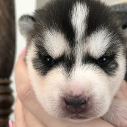 Siberian Huskies from Hynes Huskies