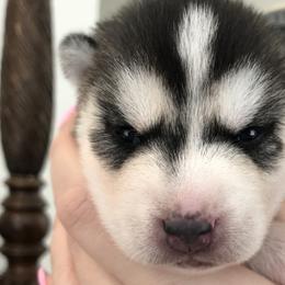 Siberian Huskies from Hynes Huskies