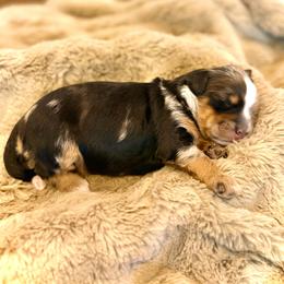 Female - Tri-color female Bernedoodle puppy in Salt Lake County, Utah from Coco Avenue Pups