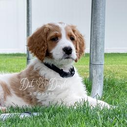 Goldendoodle Puppies from Dot & Dash Doodles