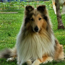 Bo - Collie