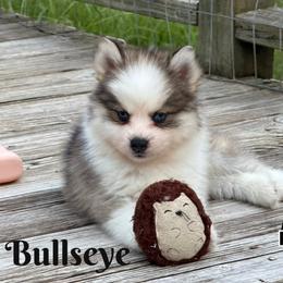Bullseye - Silver and white male Pomsky puppy in Eastman, Georgia from Once Upon A Pomsky