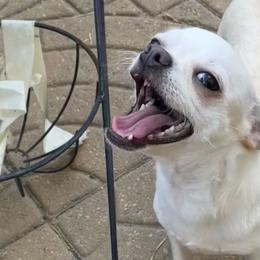 Lady - White female Chihuahua puppy in North Carolina & Lake Placid., North Carolina from Precious Petite Puppies