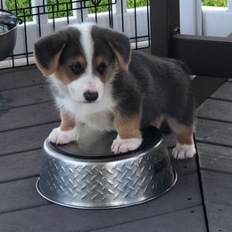 Pembroke Welsh Corgi Puppies from Miss Red's Corgi Farm