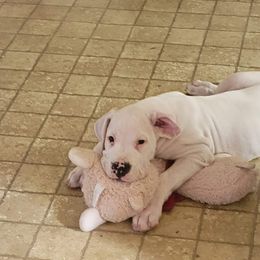 Dogo Argentino Puppies from K&B Southern Oregon Argentino Dogos