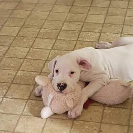 Dogo Argentino Puppies from K&B Southern Oregon Argentino Dogos