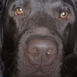 Labrador Retrievers from Dolce Amore Labs