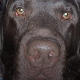 Labrador Retrievers from Dolce Amore Labs