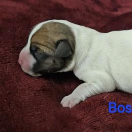 Boss - White and tan male Russell Terrier puppy in Divide, Colorado from Outlaw Farm and Kennel