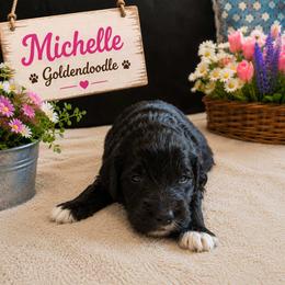 Double Doodle, Goldendoodle, and Labradoodle Puppies from Godley Doodles Of Texas