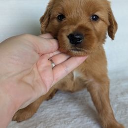 Purple collar girl - Dark golden female Golden Retriever puppy in Utah from Deseret Peak Goldens