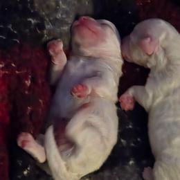Male 3 - White male Bichon Frise puppy in Eaton Rapids, Michigan from JMs Bichons