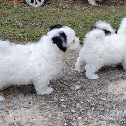 Coton de Tulear Puppies from Marilyn Edwards