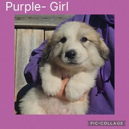 September- purple collar - White and badger female Great Pyrenees puppy in Mikado, Michigan from Brittain Family Farm
