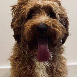 Lucy - Goldendoodle