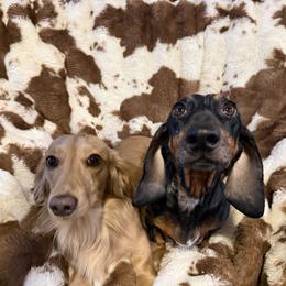 Harper - Dachshund