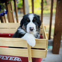 Weller - Black tri-color Australian Shepherd puppy in Polson, Montana from Whiskey River Aussies