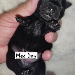 Light blue boy - Black male Schipperke puppy in Grants Pass, Oregon from Walking Hart Schipperkes