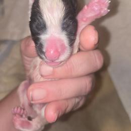 Tri color male 1 - White tan and black male Smooth Fox Terrier puppy in Lake City, Florida from Providence Kennels