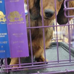 Dachshund Puppies from EntityDachs