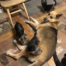 Yorkshire Terrier Puppies from Happy Little Yorkies