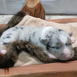 Bunny - Blue merle female Australian Shepherd puppy in Elkhart, Texas from Donaldson Dogz