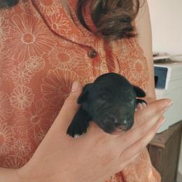 Black female - Black tri-color female Aussiedoodle puppy in Apache Junction, Arizona from Loving Doodle