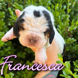 Basset Hound Puppies from Kara Bellow