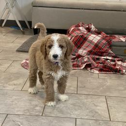 Carol - Red  female Goldendoodle puppy in Sugarcreek, Ohio from True Hearted Doodles